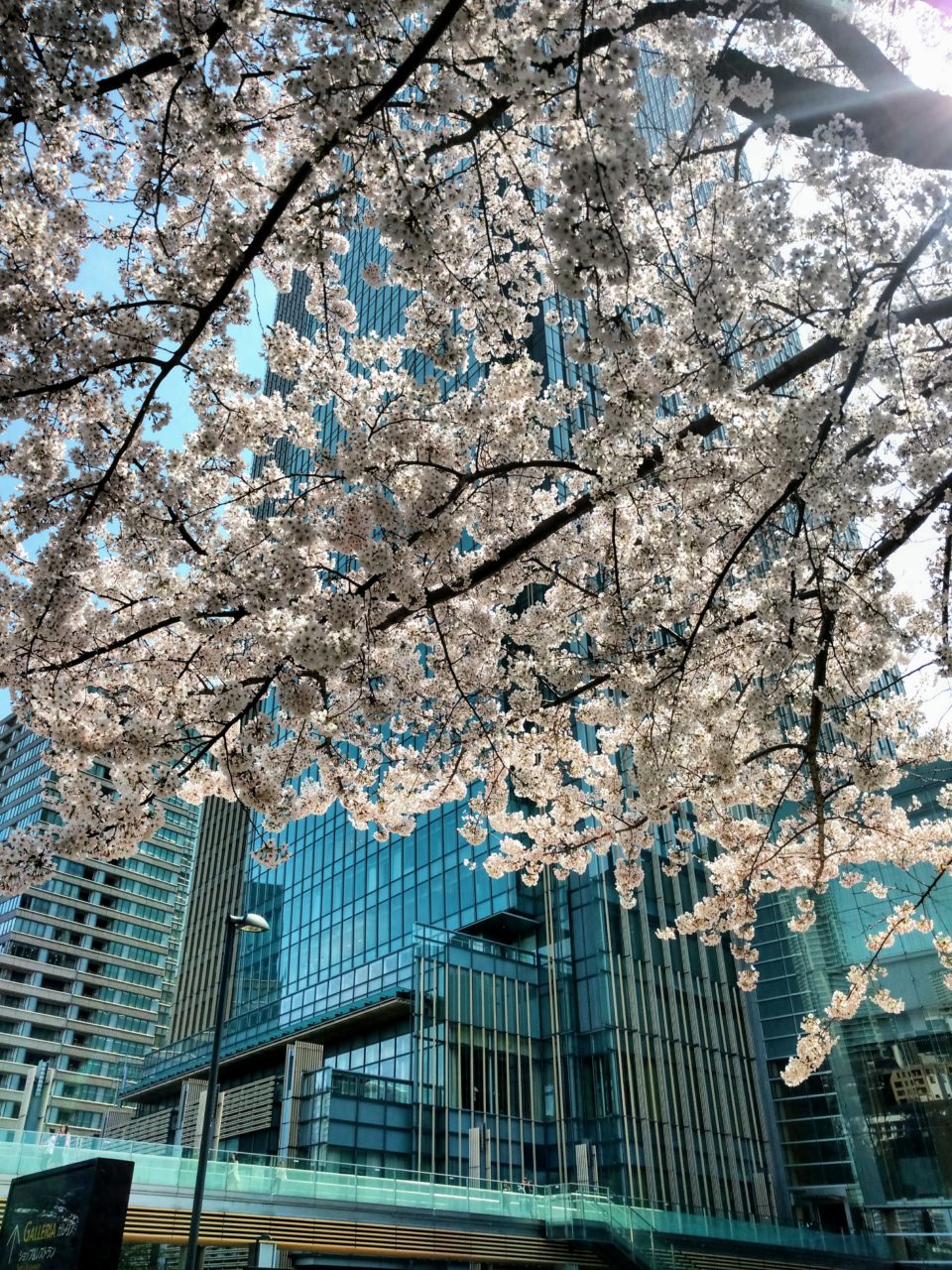 Tokyo Midtown Cherry Blossom Tree