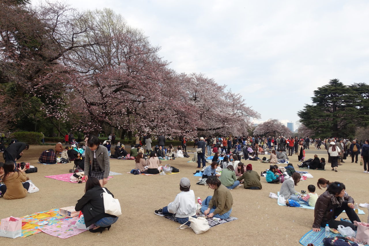 Tokyo Shinjuku Gyoen Park Cherry Blossom