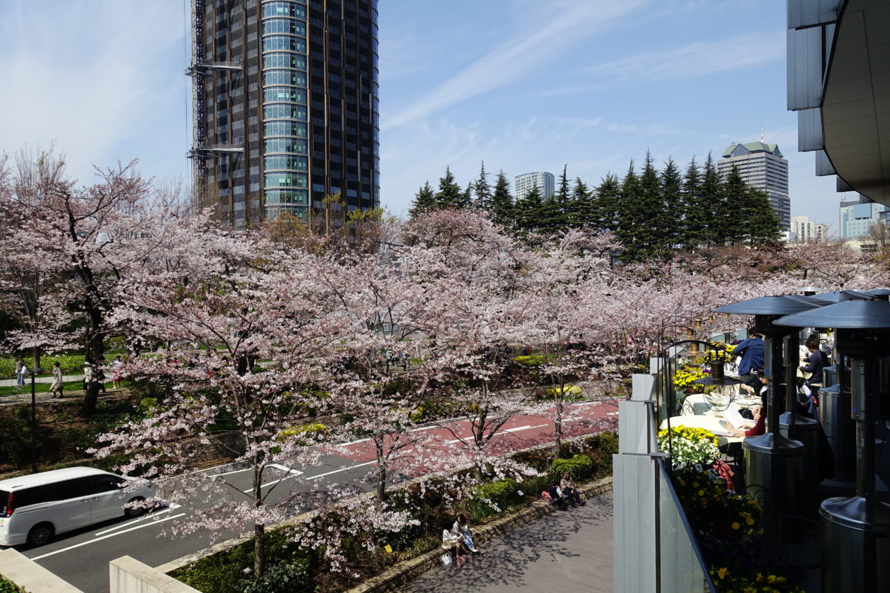 Tokyo Midtown Cherry Blossom